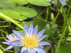 -国家植物园南园