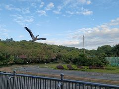 -深圳野生动物园