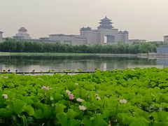 -莲花池公园