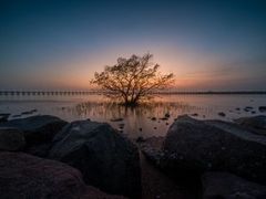 -宝安西湾红树林湿地公园