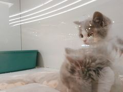 -1013 PET SHOP精品宠物商店(丁香店)