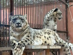 -青藏高原野生动物园