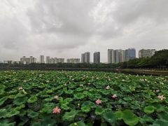 -南宁南湖公园