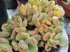 -三圣花乡旅游区