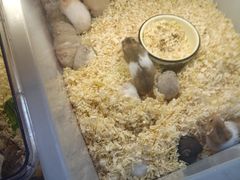 -万商花鸟市场