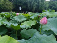 -陈家山荷花公园