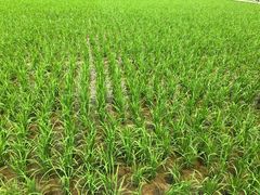 -迪茵湖田家舍生态农场