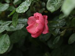 -上海滨江森林公园