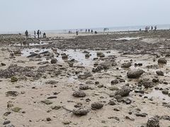 -贝壳沙滩