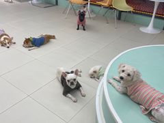 -怪兽屋·羊驼·猫咖·狗咖(俊华广场店)