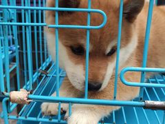 -清平路水族市场