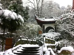 雪景-十八棵（老龙井）御茶园(老龙井店)