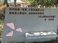 -青枫公园