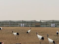 -盐城丹顶鹤湿地生态旅游区