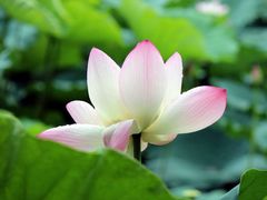IMG_3237-荷香居(洞企石路店)
