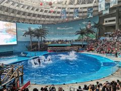 -海合安成都极地海洋公园