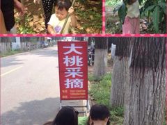 -小慧大桃观光采摘园