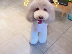 -宠物梦想家(日月豪庭店)