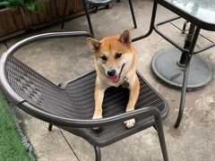 -柴犬高等学院·狗咖·柴犬售卖·宠物训练