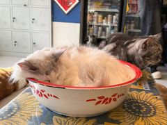-平行世界·猫咖(首经贸店)