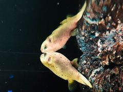 -暹罗海洋世界