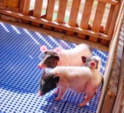 -萌宠亲子动物乐园(槐房万达店)