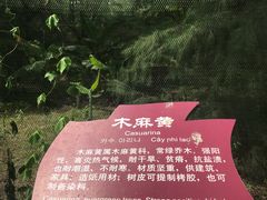 -北海金海湾红树林生态旅游区