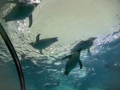 -长隆横琴湾酒店(珠海旗舰店)
