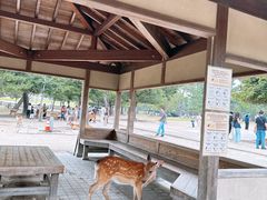 -奈良公园