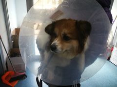 -北京赛佳动物医院