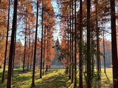 -黄海国家森林公园