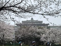 -武汉大学-樱园