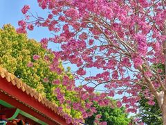 -仙岳公园