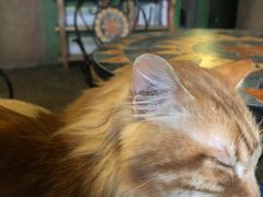 -猫猫幼稚园·撸猫·桌游·电玩