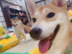 -逗柴咖啡屋·狗咖猫咖宠物桌游
