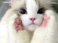 -宠物星动物医院·眼科·异宠·猫科(江南大道总院)