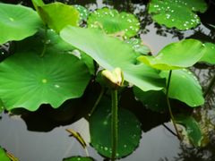 -松峰素食
