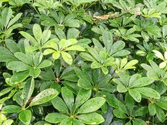 -深圳观澜格兰云天国际酒店