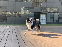 -百好乐宠物友好餐厅(朝外大街店)