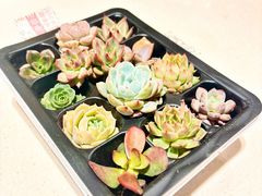 -星巴克臻选(广州太古汇店)