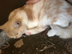 -猫猫幼稚园·撸猫·桌游·电玩