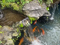 -华园农庄·特色炭烧鸡·北江河鲜