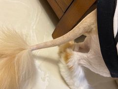 -老吴的猫·猫舍(新区店)