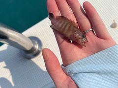 -小猫钓鱼海钓俱乐部(椰梦长廊店)