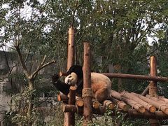 -成都大熊猫繁育研究基地