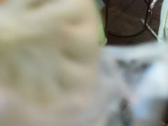 -清真石家包子(大皮院总店)