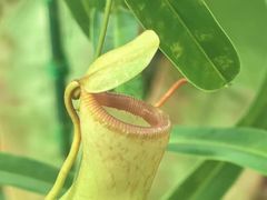 -国家植物园南园