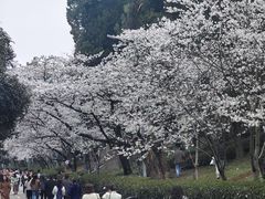 -武汉大学-樱园