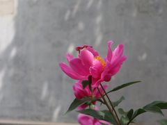 -丰台花园