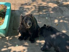 -西霞口神雕山野生动物世界